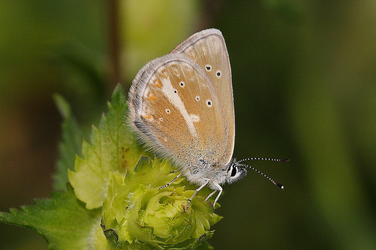 Aricia nicias